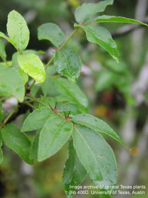              Pinnately compound leaf of  Zanthoxylum hirsutum                